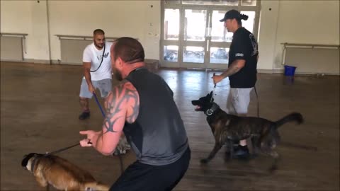 Protection dog training / crowd control exercise