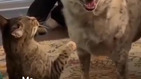 Happiness || dogs cat || funny Videos