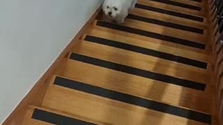 Rilakuma Pupper going up stairs