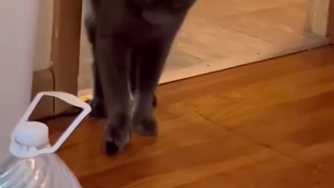 Clever Kitty