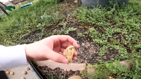 Baby Tortoises Hatching Out of the Ground-20