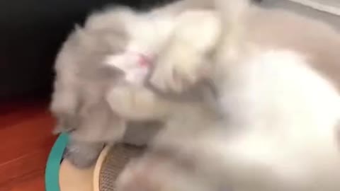 No kitten can refuse a tai