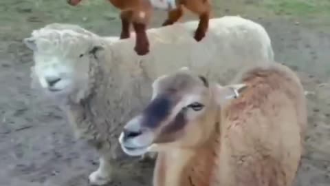 Most Funny and Cute Baby Goat Short Videos Compilation