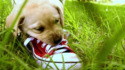 dog playing with shoes #puppy #puppiesofinstagram #doglover #youtubeshorts #.mp4