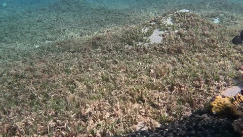 A School Of Catfish By The Reef