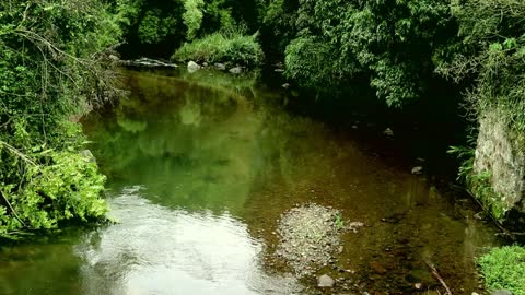 Moment of peace: running water and birds corner