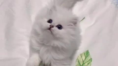 Aww Cute Cats tutorial & Meowing Meow Kittens & Funny Meow Cat