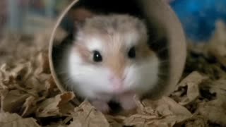 Mochi the Hamster's Magic Trick