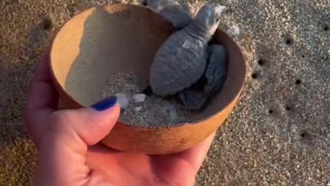 Liberación de tortugas bebé