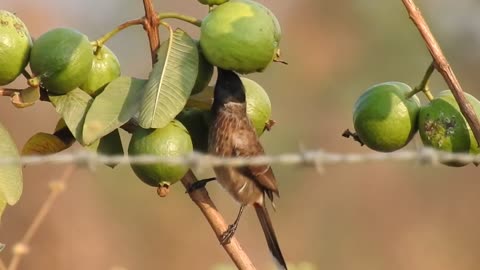 Nightingale Bird Nature Singing Animal Sitting