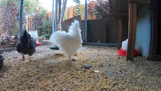 Backyard Chickens Relaxing Video Sounds Noises Hens Clucking Roosters Crowing!