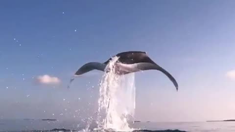 Incredible Manta Ray leap!