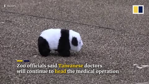Critically ill panda in Taiwan prompts rare visit from mainland China experts despite tensions