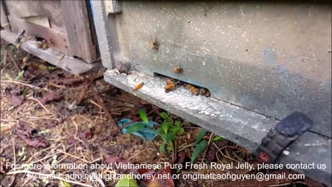 How to collect royal jelly from bees