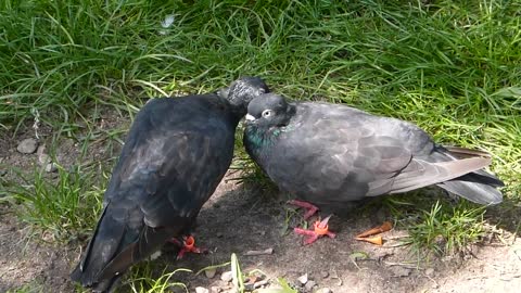 Pigeon couple