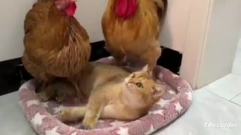 Very funny videos of cute chickens and a cute doggy