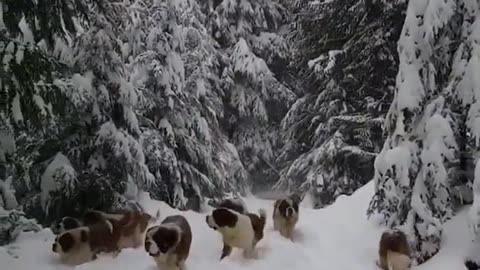 WATCH THE DOGS ENJOY THE SNOW, SHORT VIDEO