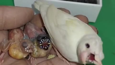 Baby gouldian,FEED LIKE DANCE NECK MOVE,MUST WATCH,CUTE BABY