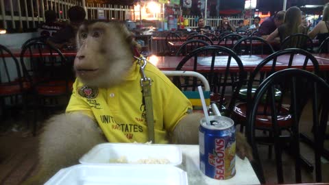 Monkey casually enjoys restaurant dinner