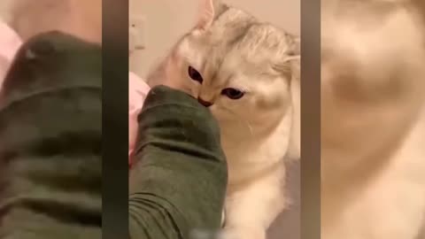 Non-stop funny cats video 😂😂😂