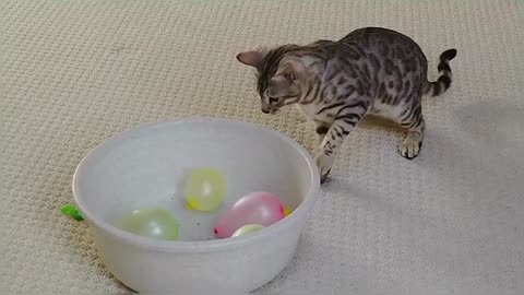 Bengal Kittens Playing With Balloons StayHome