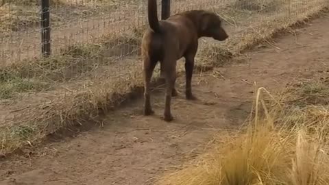 Lion asking dog for forgiveness