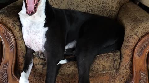 Great Dane yawns and squeaks in her chair