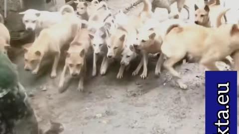 Furious Cat Confronts 14 dogs