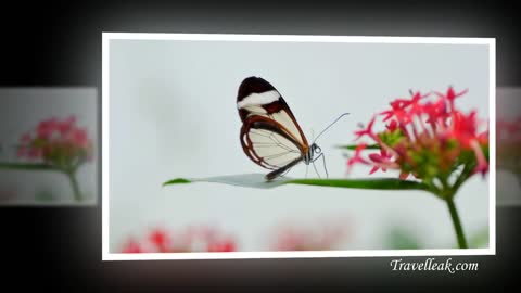 Greta Oto-The amazing Glasswing butterfly