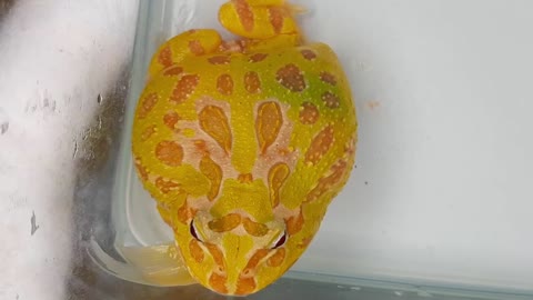 Pacman frog eats fish! WARNING LIVE FEEDING!! #pacmanfrog #LiveFeeding #fish #funny #pets