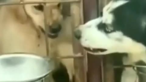 Dogs fighting funny video😂😂⚔️💪