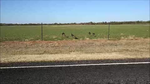 Wild Turkeys Cross Road