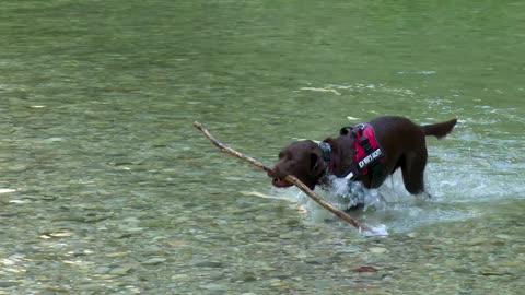 Dogs love to swim. Try to throw anything a stick or ball to your dog in the sea