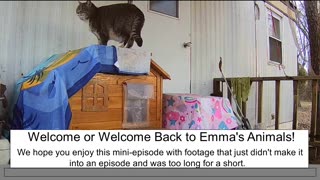 Emma's Animals Mini Episode (ME) Three