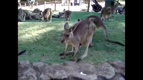 Baby Kangaroos & Joeys - CUTEST Compilation