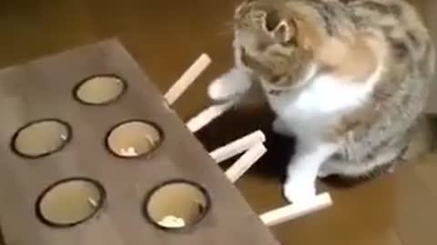 Cat play the mouse toy