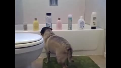 Adorable Pug fights the shampoo bottle