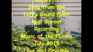 Song from the Luffa Gourd Plant 2019