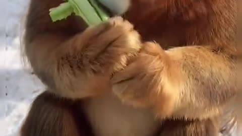 Monkey Eating Grass 🤑🤑🤑