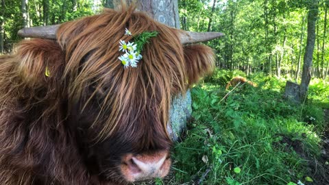 Scottish Highland Cattle In Finland Cows and Calves 28th of August 2019