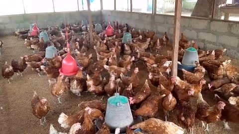 How I managed a small poultry layer farm, maintaining production over 14 months