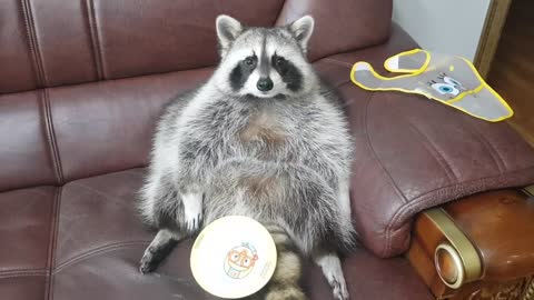 cute raccoon eats tasty while sitting on the couch