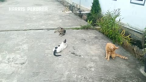 cat mating on the street full session