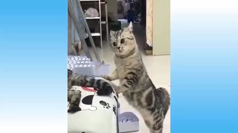 Top funny cats