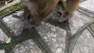 Fun with monkey