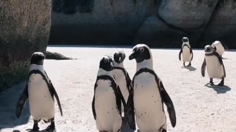 Penguin video | penguin voice over