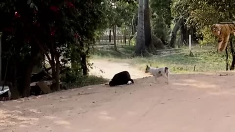 Funny Dog pranks with a fake Lion and Tiger