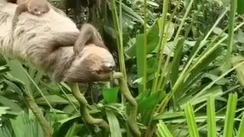 Levitating slofh naps with baby