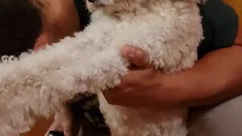 Dog Makes Funny Face While Getting Trimmed