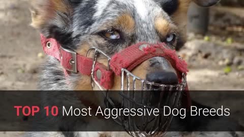 TOP 10 AGGRESSIVE DOGS breeds